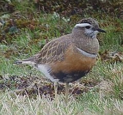 Eurasian Dotterel - Charadrius morinellus © John Muddeman
